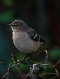 Northern Mockingbird