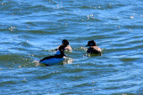 Buffleheads