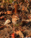 Song Sparrow