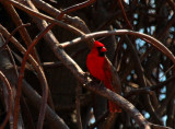 Northern Cardinal