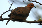 Mourning Dove