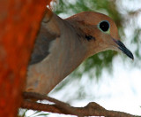 Mourning Dove