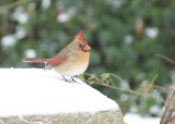 Female Cardinal