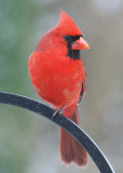 Male Cardinal