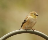 goldfinch