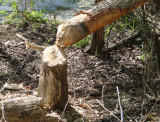 beaver at work.jpg