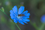 Bee on Chicory