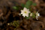 Chickweed