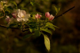 Apple Tree