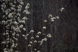 Snowing on the Cherry Trees