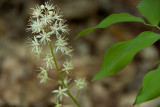 Foamflower