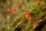 Columbine