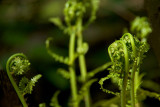 Fiddlehead Ferns