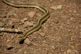 Garter Snake