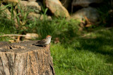 Sparrow at the Nature Center