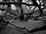 Forrest Gump Oak Tree