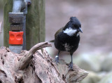 whip bird and tap copy.jpg