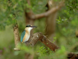 kingfisher copy 1.jpg