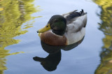 another duck copy.jpg