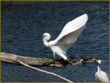 snowy egret 7.jpg