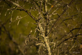 lichen on dead apple tree
