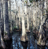 big cypress swamp