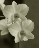 two orchid flowers