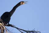 courting anhinga