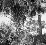 palm trunk
