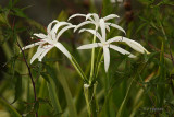 lilies in the rain