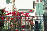 bougainvillea and fence