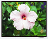 rainy day hibiscus