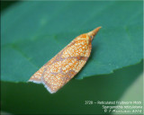 Reticulated Fruitworm Moth -- Sparganothis reticulatana -Hodge's #3720