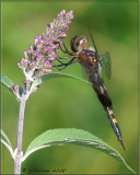 Female Black Saddlebags