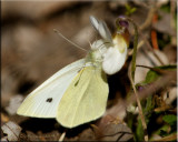 Cabbage White Male on White Violet