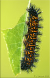 Caterpillars & Larvae