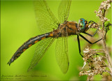 Beaverpond Baskettail - Epitheca canis