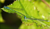 Tandem Stream Bluets ~ Enallagma exsulans