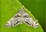 Petrophila canadensis - Canadian Petrophila - Hodges#4779