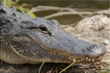 Gator Grin