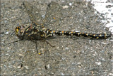 Gomphaeschna furcillata - Harlequin Darner