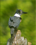 Belted Kingfisher