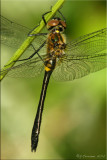 Racket-tailed Emerald ~ Dorocordulia libera