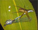 Sixspotted Fishing Spider ~ Dolomedes triton