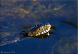 Water Snake