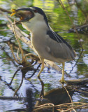 he got himself a BIG dinner - I call him Bobby Bird !!