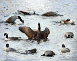 Canadian Goose Montague