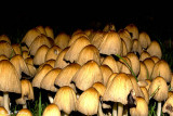 Shaggy ink cap