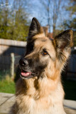 German Shepherd Dog