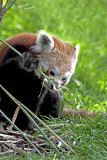 Red Panda Ailurus fulgens [2]